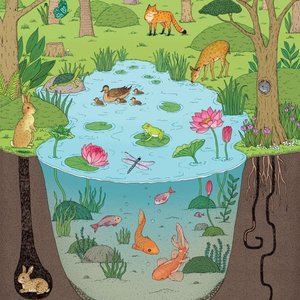 Forest Jazz: Pond Life on 07/05/2026 from 14:00-15:00