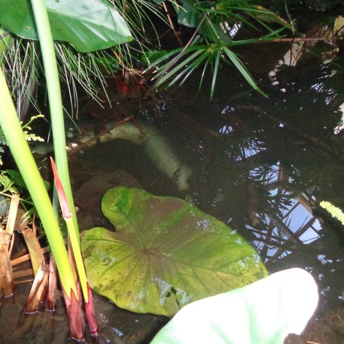 BOBORDER HOPPER episode 25-12-03