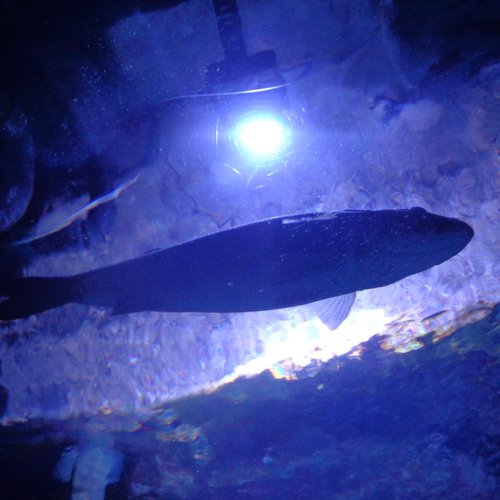 BOBORDER HOPPER episode 26-01-28