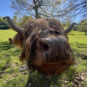 BOBORDER HOPPER: No more AI highland cows in Scotland on 06/05/2026 from 15:00-17:00